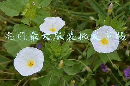 虎门最大服装批发市场