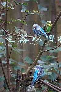 苏宁电器以旧换新