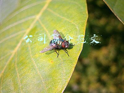 公司简介范文
