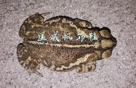 匡威帆布鞋