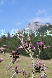 社区互联网创业项目