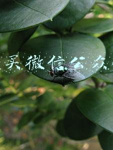 购买微信公众号帖子点击数(三度冲刺IPO梦碎，用户数三年不涨，做女性生意的美柚早已失宠)