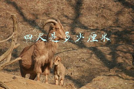 四尺是多少厘米