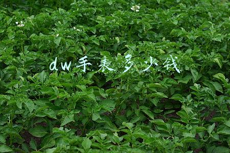 dw手表多少钱