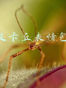 皮卡丘表情包