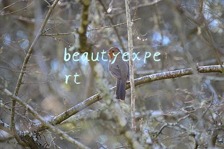 beautyexpert