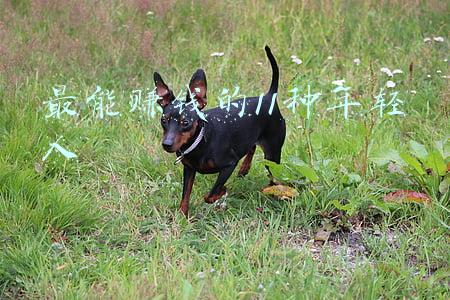 最能赚钱的11种年轻人