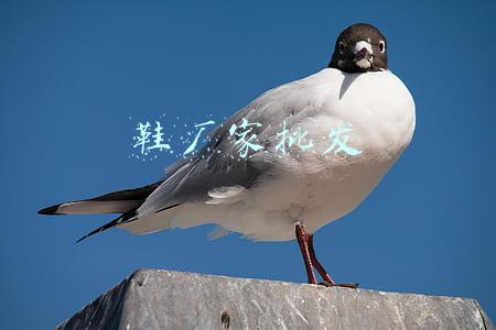 鞋厂家批发