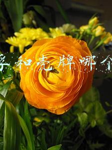 美孚和壳牌哪个好
