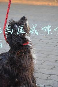 vans什么档次(vans与匡威哪个好档次高 匡威和vans区别分析)