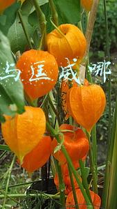 vans与匡威哪个档次高