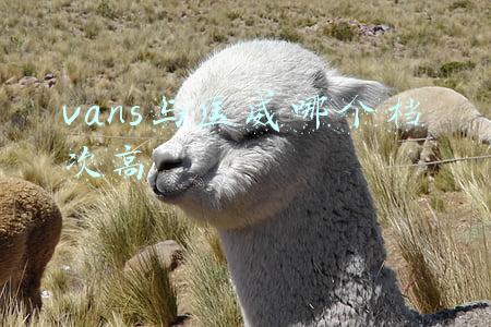 vans与匡威哪个档次高