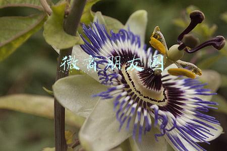 微商朋友圈