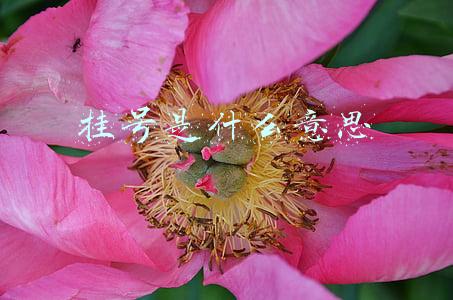 微信挂号是什么意思(智能手机应用基础知识：十八、微信预约挂号)