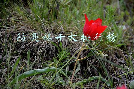 哪个品牌的防臭袜好(一天不换袜就脚臭？这款7天免洗高科技防臭袜，让你从此不再有异味！)