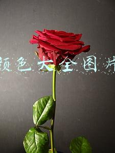 颜色大全图片