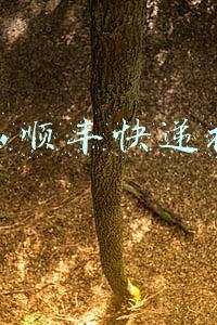 唐山顺丰快递招聘