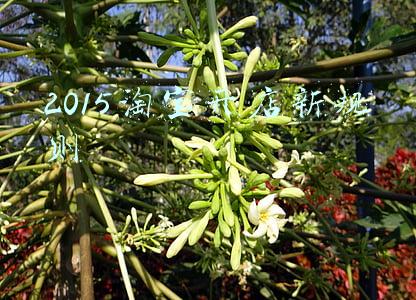 2015淘宝开店新规则