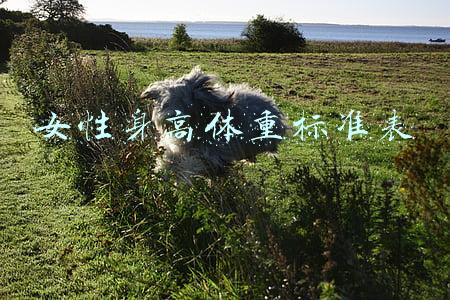 女性身高体重标准表