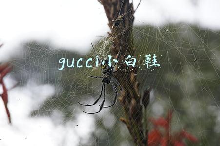 gucci小白鞋