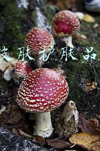 油性皮肤护肤品排行10