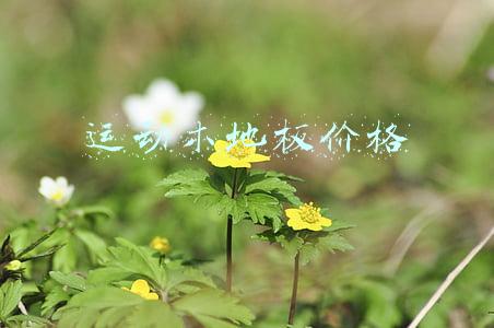 运动木地板价格