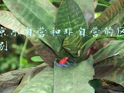 京东自营和非自营的区别