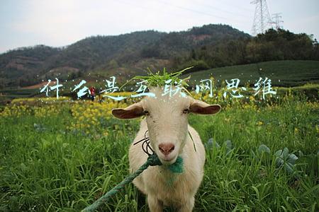 什么是互联网思维