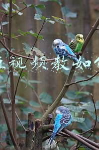 抖音短视频教如何抖屏