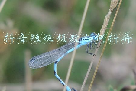 抖音短视频教如何抖屏