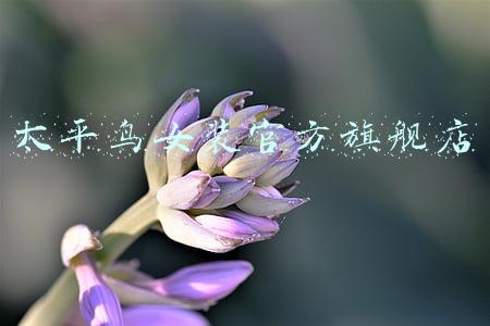 太平鸟女装官方旗舰店