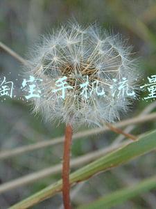淘宝手机流量