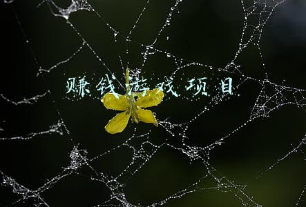 赚钱游戏项目
