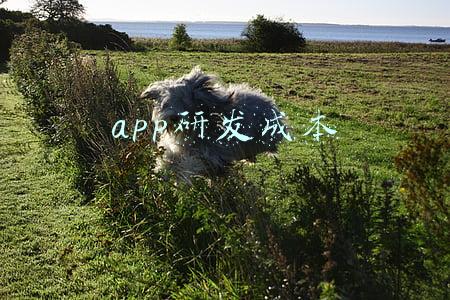 app研发成本