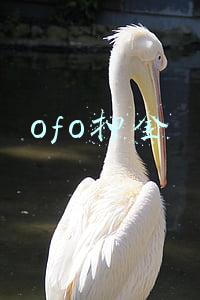 ofo押金