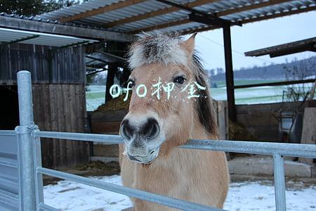 ofo押金