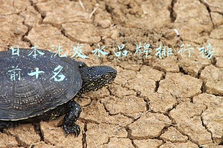 日本洗发水品牌排行榜前十名