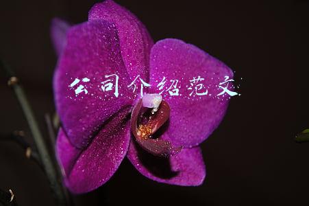 金融公司介绍范文(北京金融法院建院一周年：收案6275件 累计标的额2193亿元)