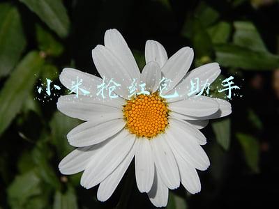 小米抢红包助手