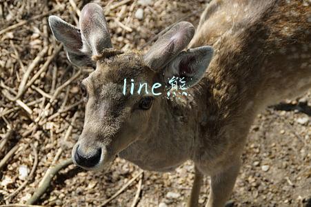 line熊