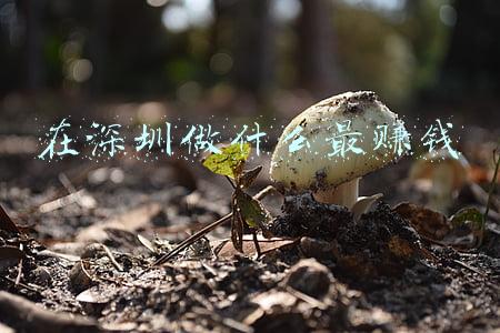 在深圳做什么最赚钱