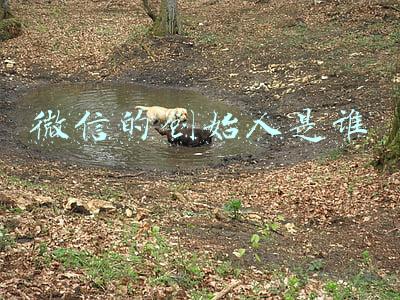 微信的创始人是谁