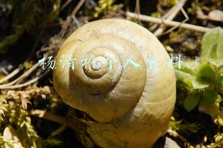 杨清柠个人资料