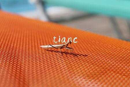 tianc