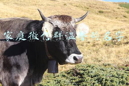 家庭微信群温馨的名字