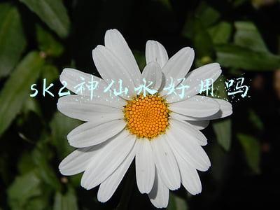 sk2神仙水好用吗