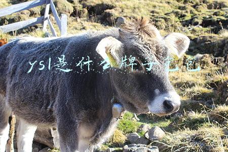 ysl是什么牌子包包