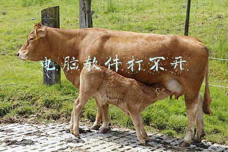 电脑软件打不开