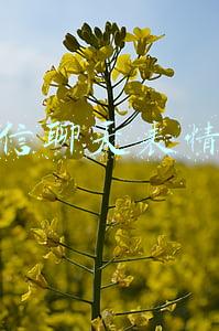 微信聊天表情包