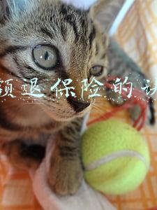 平安福全额退保险的诀窍(如何退平安保险？平安福退保可以全额退保吗？)